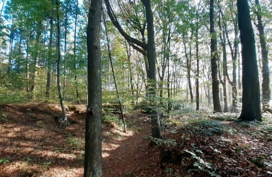 Zonnig loofbos met hoge bomen en een met bladeren bedekt bospad. (vergroot foto)