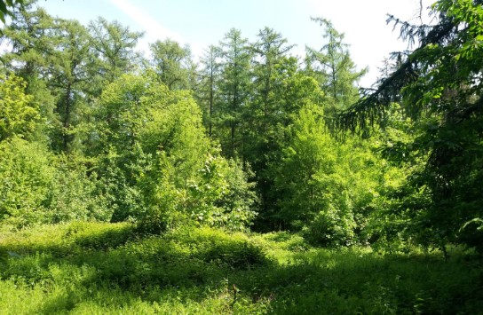 Zonnig, dichtbegroeid bos met loofbomen, naaldbomen en een groene ondergroei. (vergroot foto)