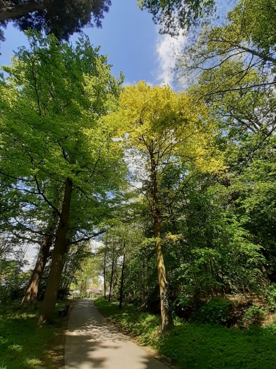Bospad met weelderige groene bomen, dichte begroeiing en een helderblauwe lucht. (vergroot foto)